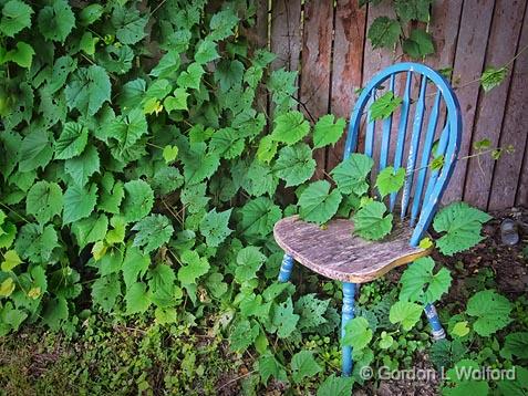 Chair In Ivy_DSCF02111.jpg - Photographed at Merrickville, Ontario, Canada.